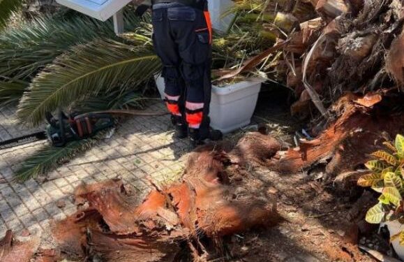 Palm tree collapse