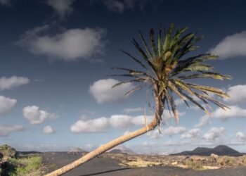 Palm crime to be investigated