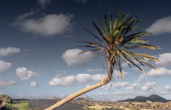 Palm crime to be investigated