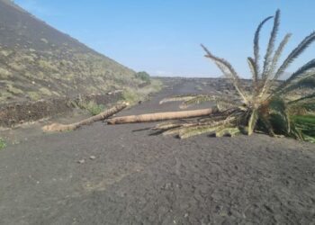 Palmera Inclinada chopped down
