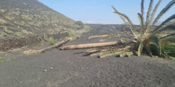 Palmera Inclinada chopped down