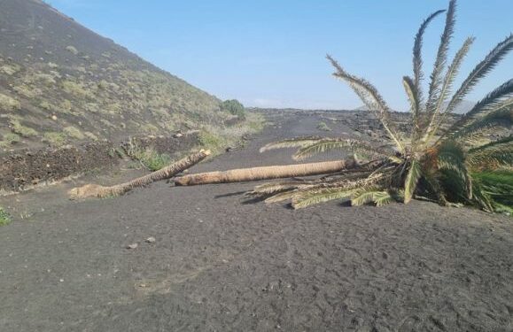 Palmera Inclinada chopped down