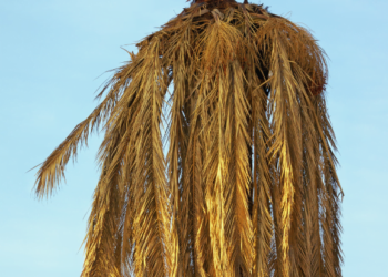 Palms at risk