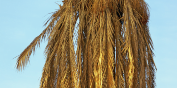 Palms at risk