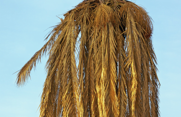 Palms at risk