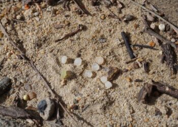 Plastic pellet spill