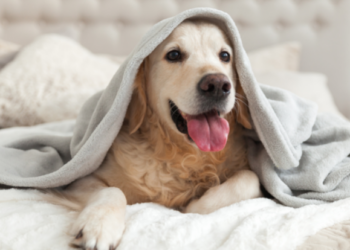 Pet ID cards