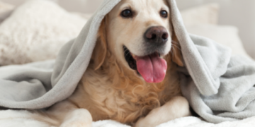 Pet ID cards