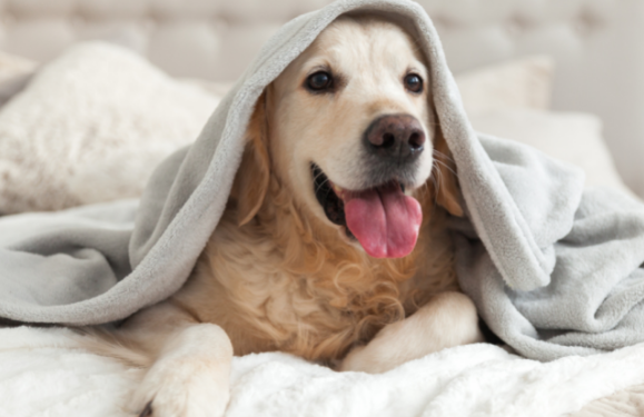 Pet ID cards