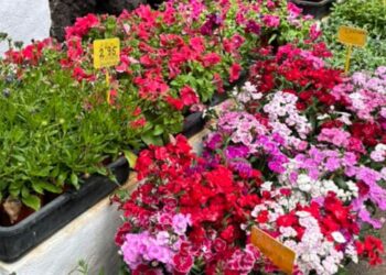 Plants galore at Flower Power