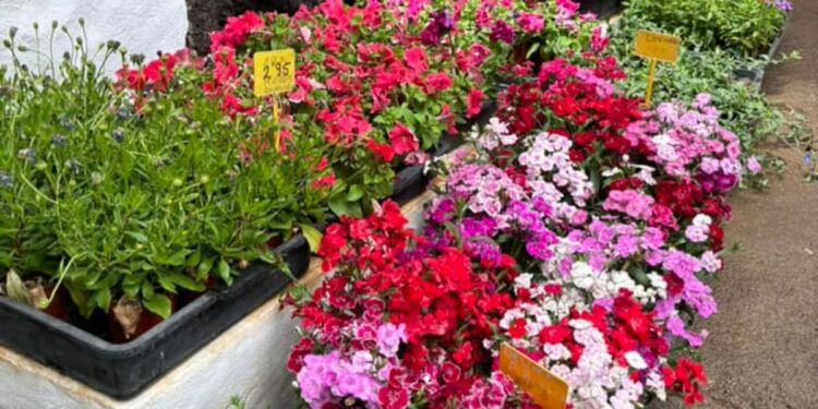 Plants galore at Flower Power