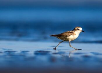 Plovers cancel San Juan party