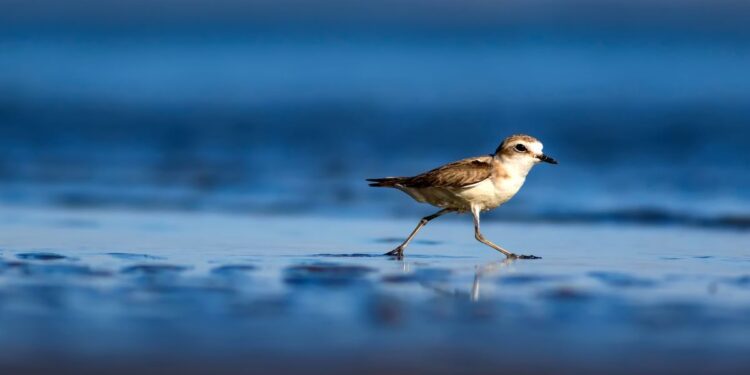 Plovers cancel San Juan party