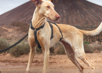 Podencos: Lanzarote’s Noble Hounds