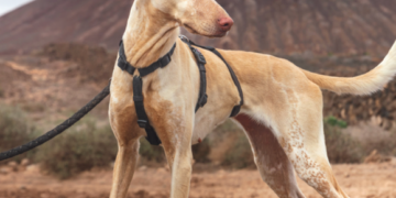 Podencos: Lanzarote’s Noble Hounds