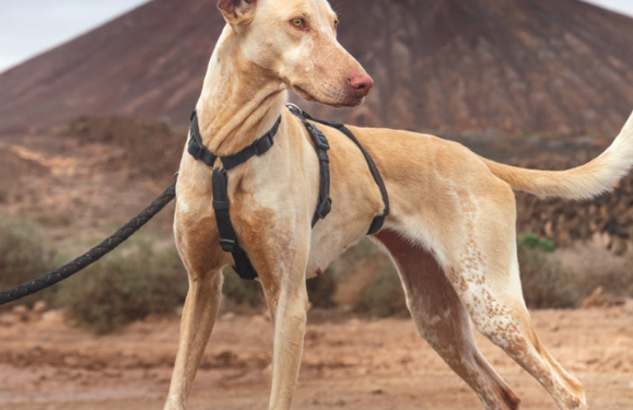 Podencos: Lanzarote’s Noble Hounds