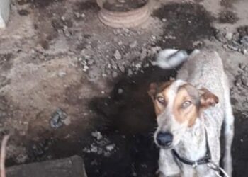 Haría animal appeal