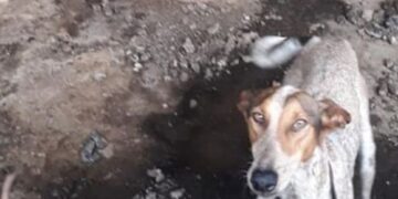 Haría animal appeal
