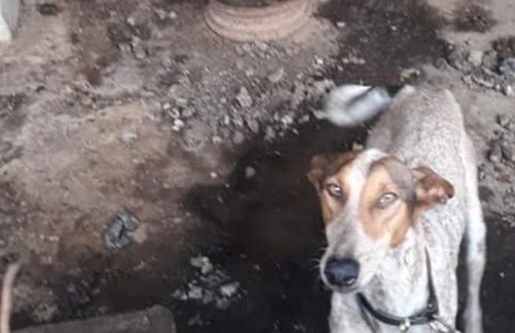 Haría animal appeal