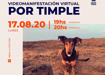 Timple demo moved online