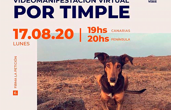 Timple demo moved online