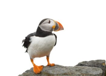 Puffins starved to death