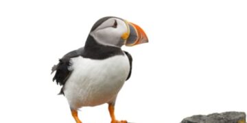 Puffins starved to death