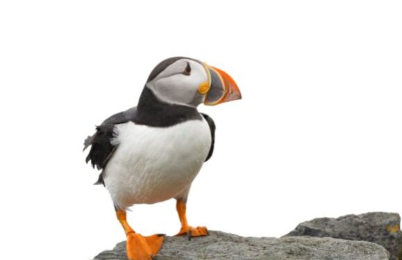 Puffins starved to death