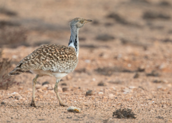 Lanzarote rally threatens local wildlife
