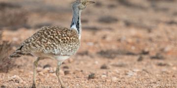Lanzarote rally threatens local wildlife