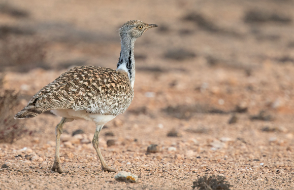 Lanzarote rally threatens local wildlife