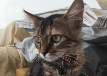 Rescued Treasure