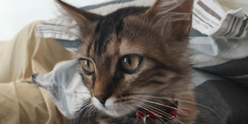 Rescued Treasure