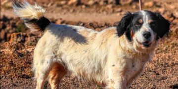 SARA Dog of the Month