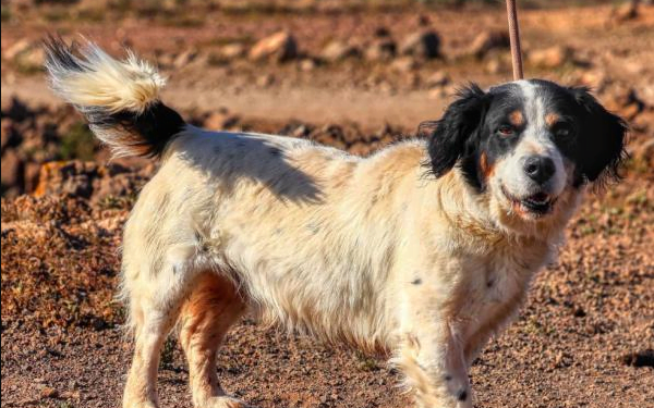 SARA Dog of the Month
