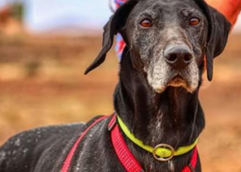 SARA Dog of the Month: Rama