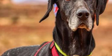 SARA Dog of the Month: Rama
