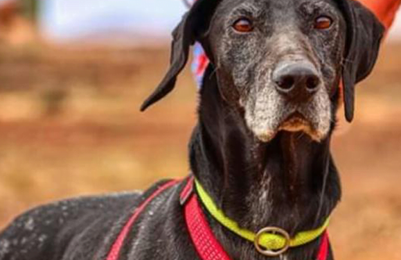 SARA Dog of the Month: Rama