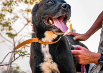 SARA Dog of the Month: Dani