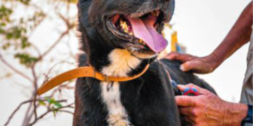 SARA Dog of the Month: Dani