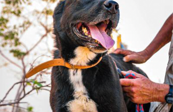 SARA Dog of the Month: Dani