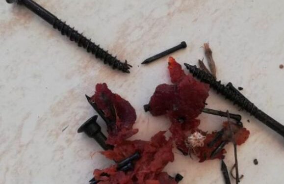 Meat and screws found in trap