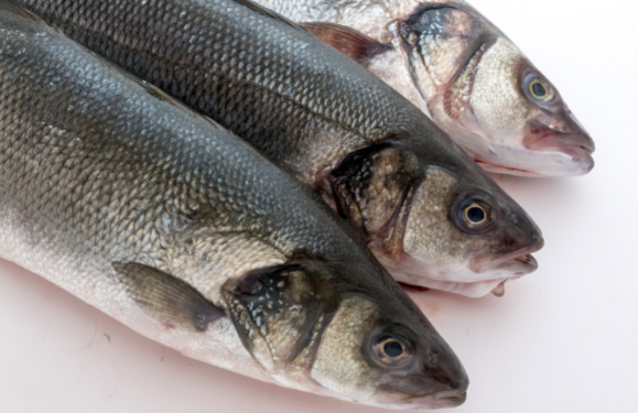 All About That Bass