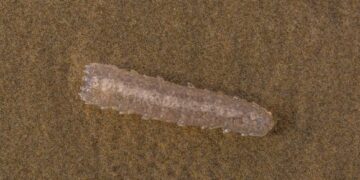 Sea pickles at Playa Chica