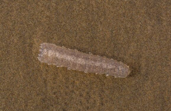 Sea pickles at Playa Chica