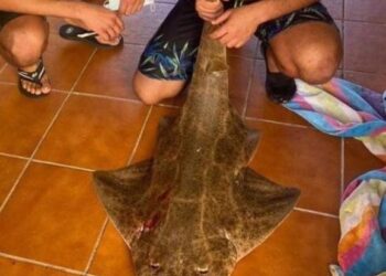 Shark killer arrested