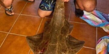 Shark killer arrested