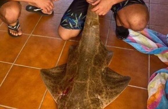Shark killer arrested