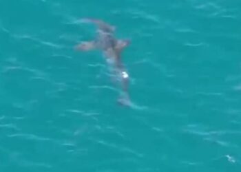 Gran Canaria shark scare