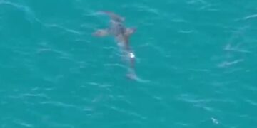 Gran Canaria shark scare